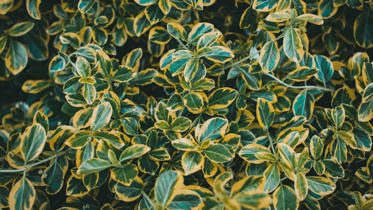 Cuidados del Euonymus