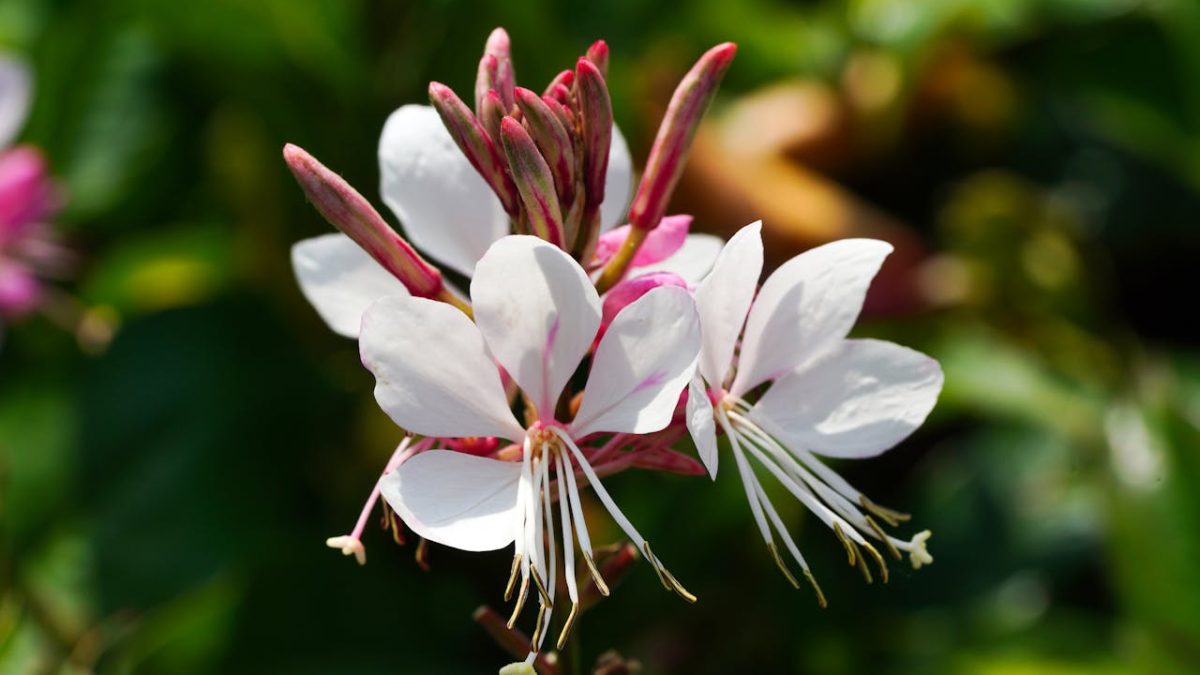 Cuidados Gaura Lindheimeri