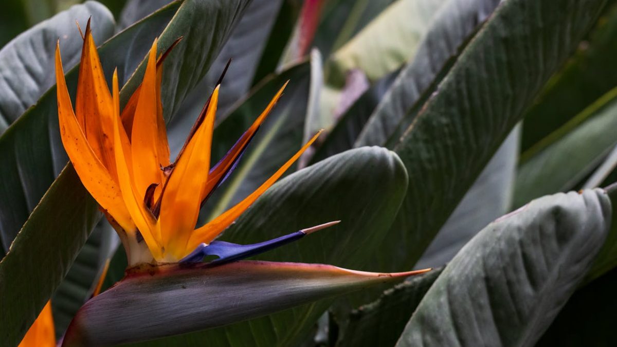 Cuidados de la Heliconia