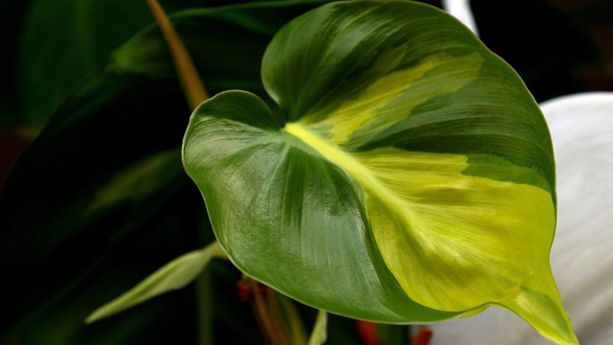 Cuidados del Philodendron