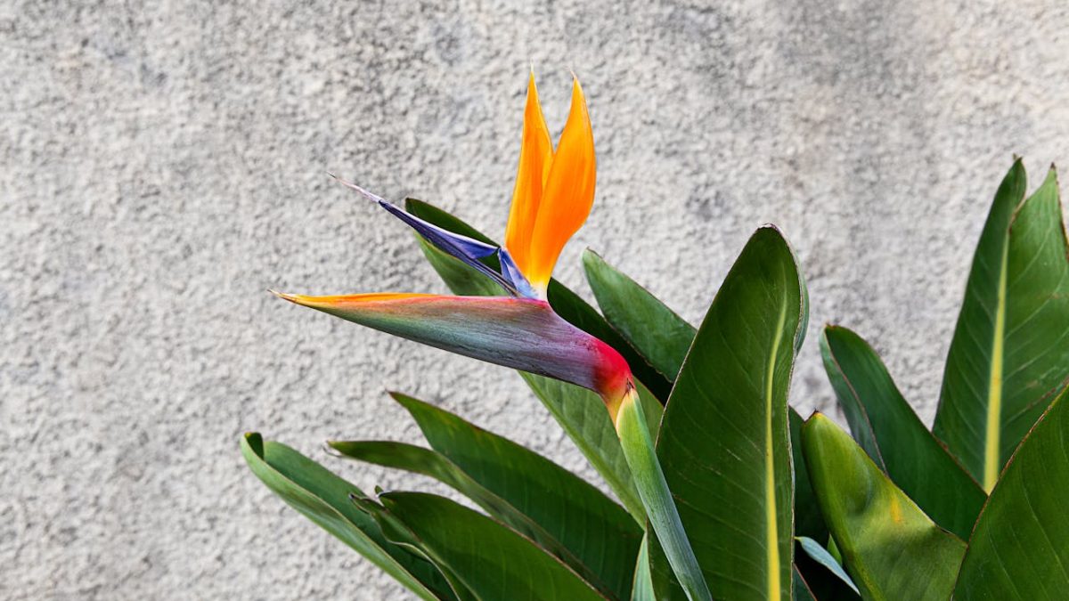 Cuidados de la Strelitzia
