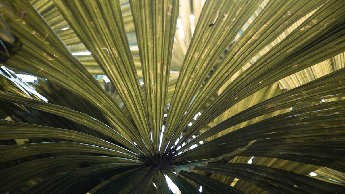 Cuidados del chamaerops humilis
