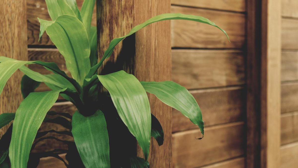 Cuidados de la Dracaena