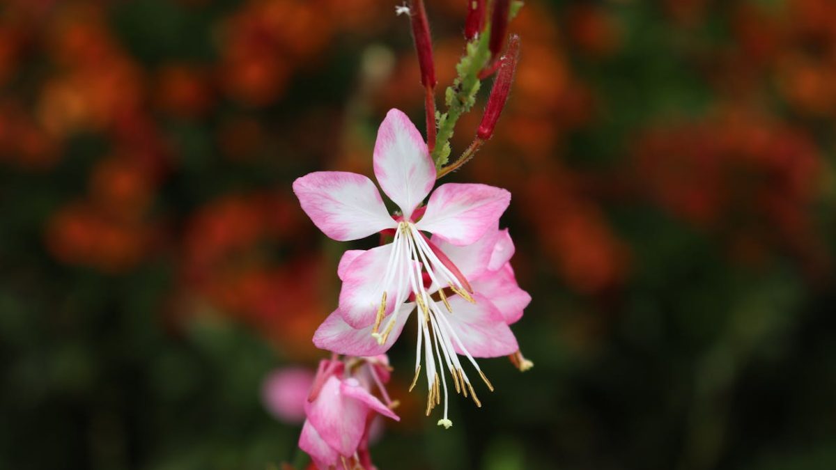 Cuidados de la Gaura