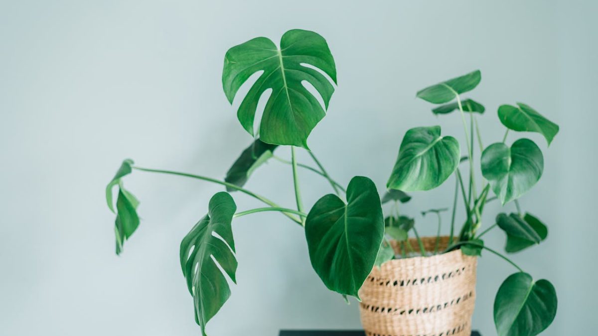 Cuidados de la Monstera o Costilla de Adán