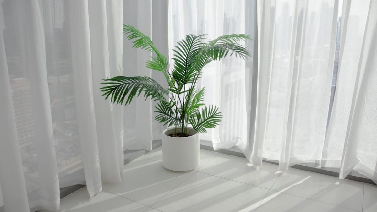 Cuidados de la Palmera Areca