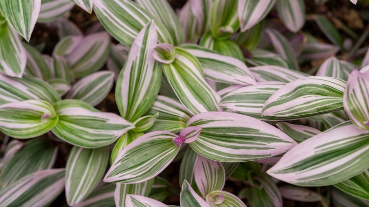 Cuidados de la Tradescantia Nanouk