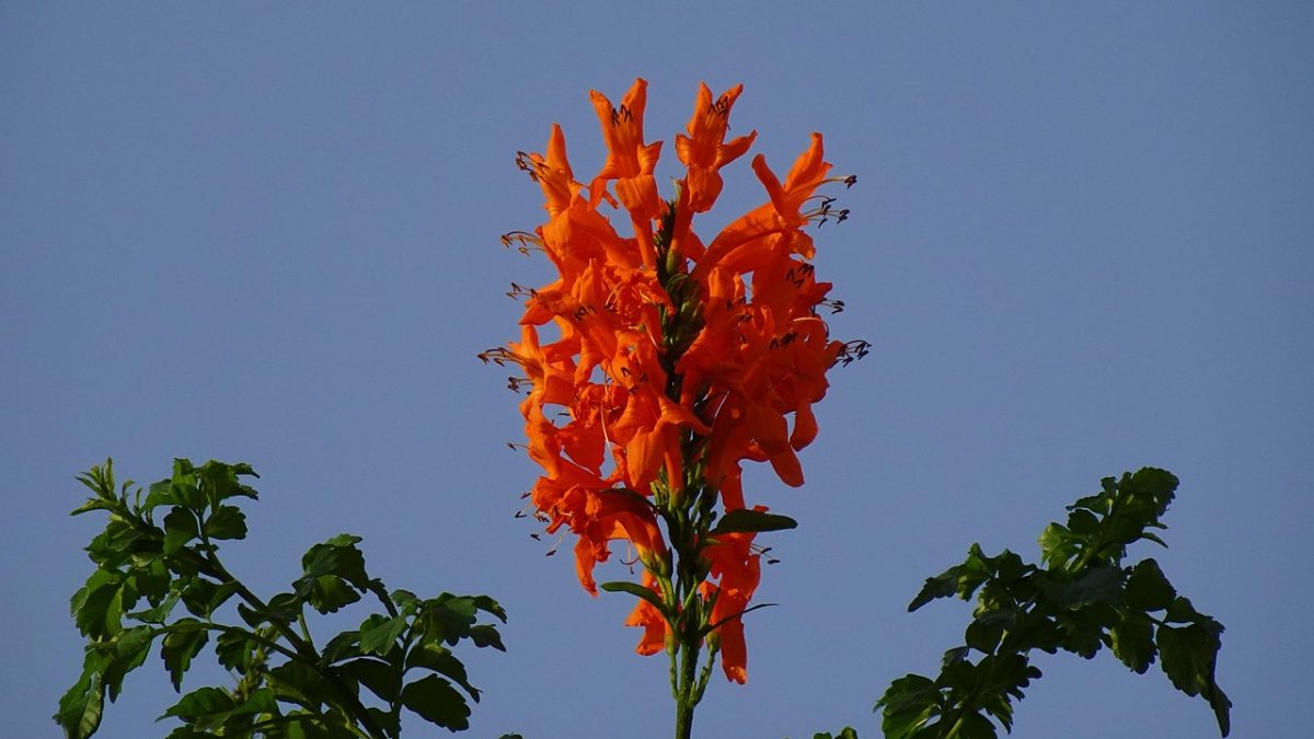 Cuidados de la bignonia capensis