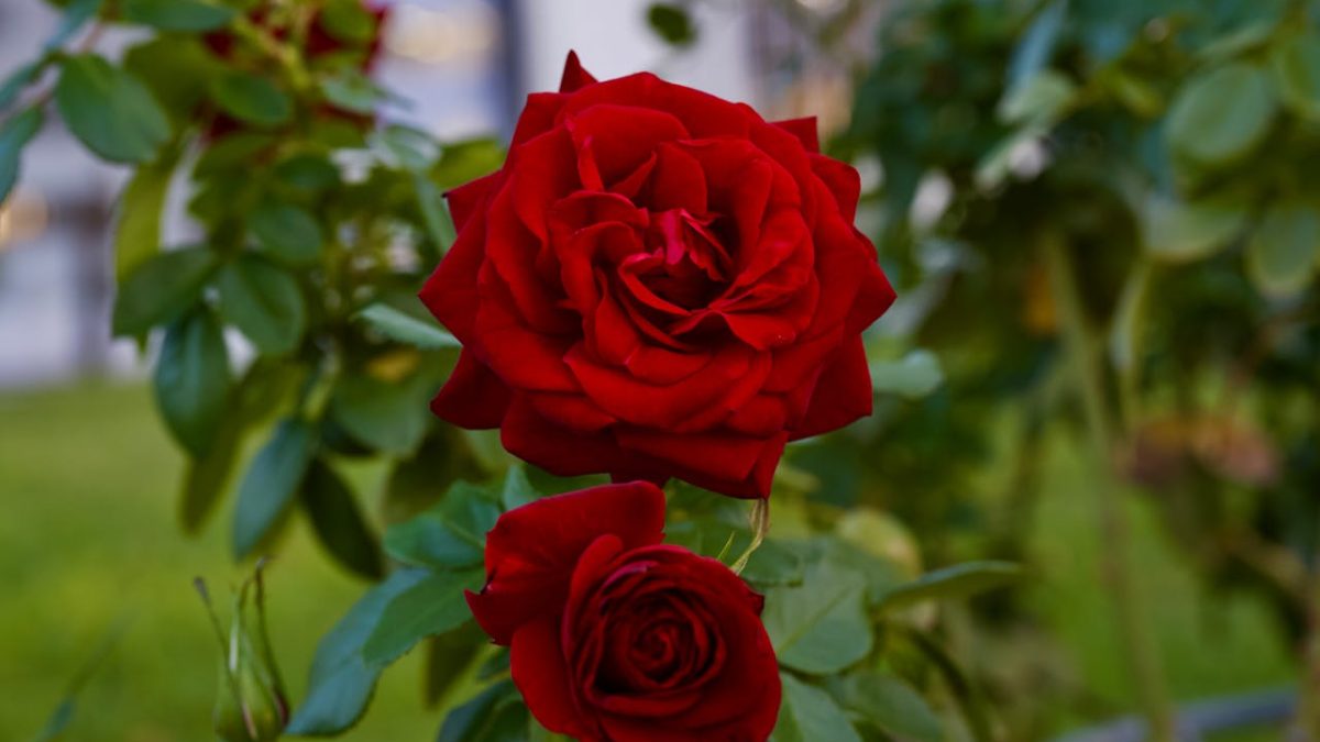 Cuidados de las rosas
