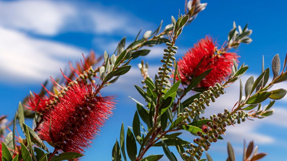Cuidados del Callistemon