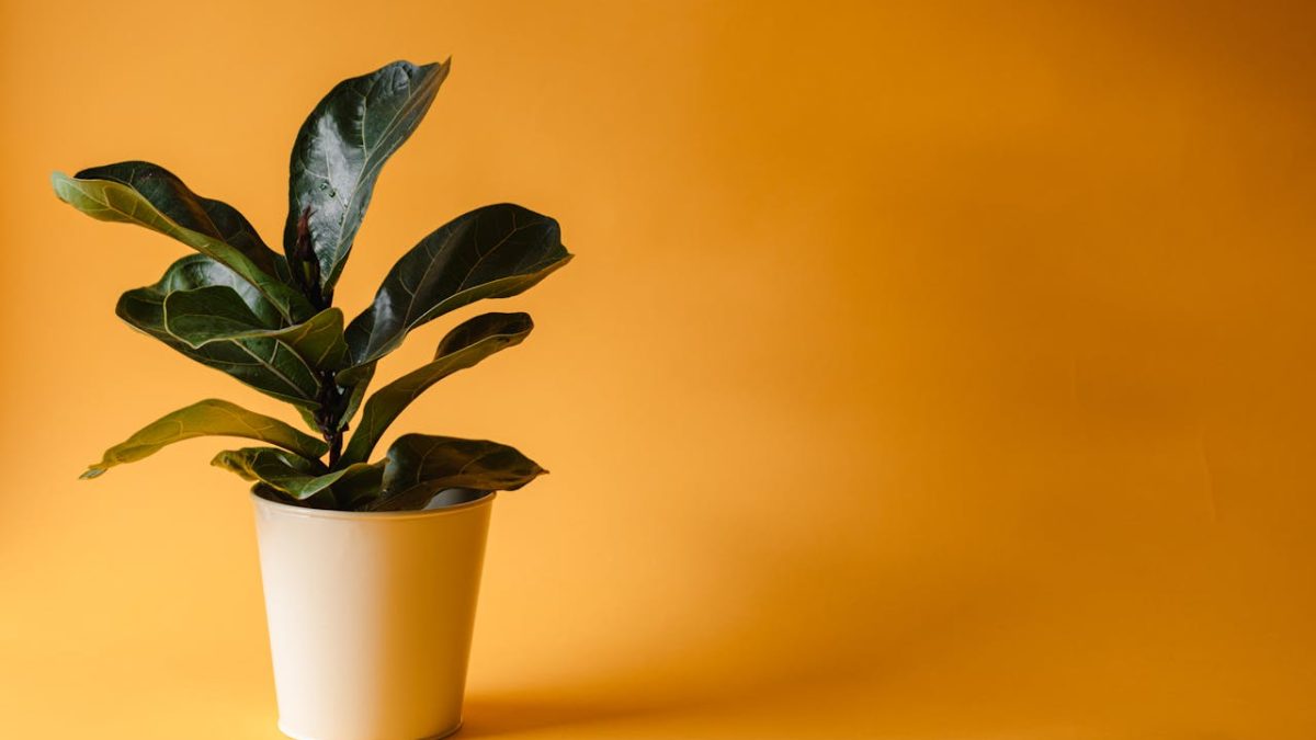 Cuidados del Ficus