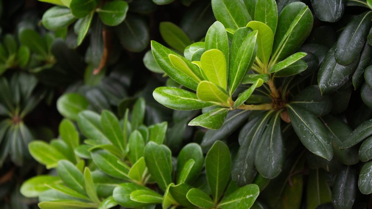 Cuidados del Pittosporum Tobira