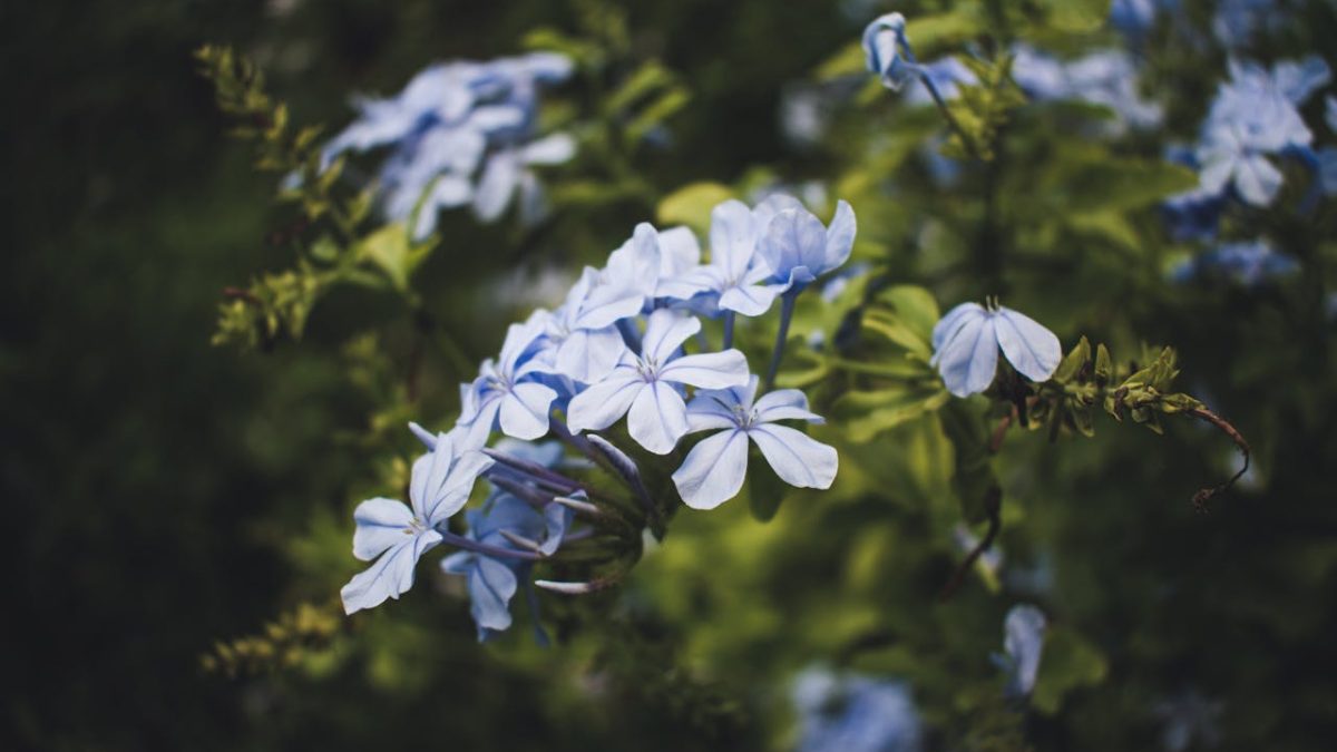 Cuidados del Plumbago Capensis