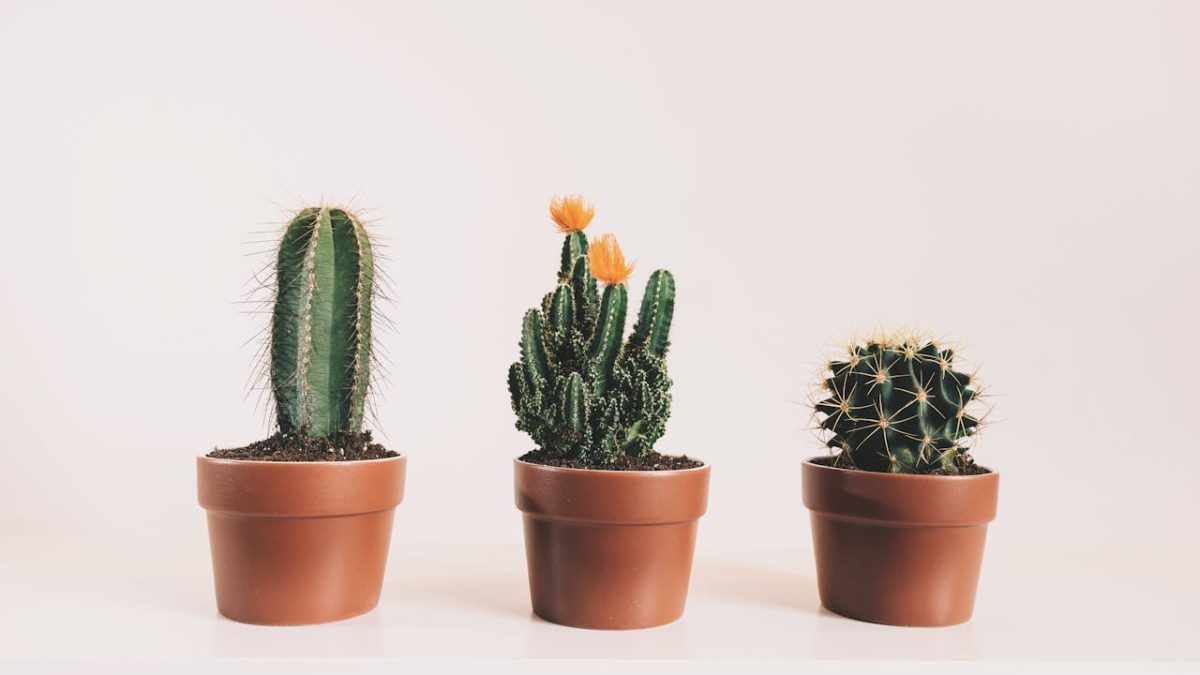 Cuidados del cactus