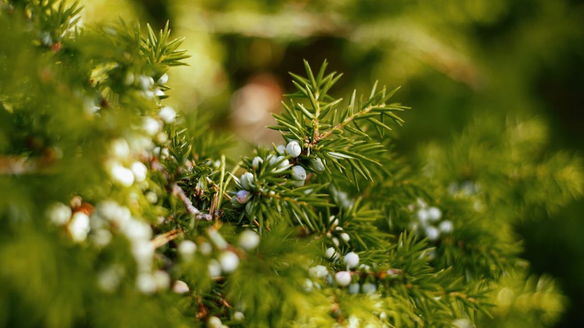 Cuidados del Juniperus
