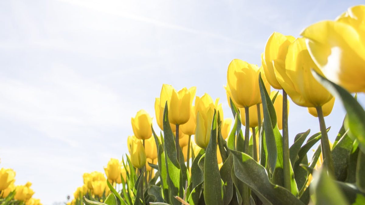 Curiosidades del tulipán que no conoces