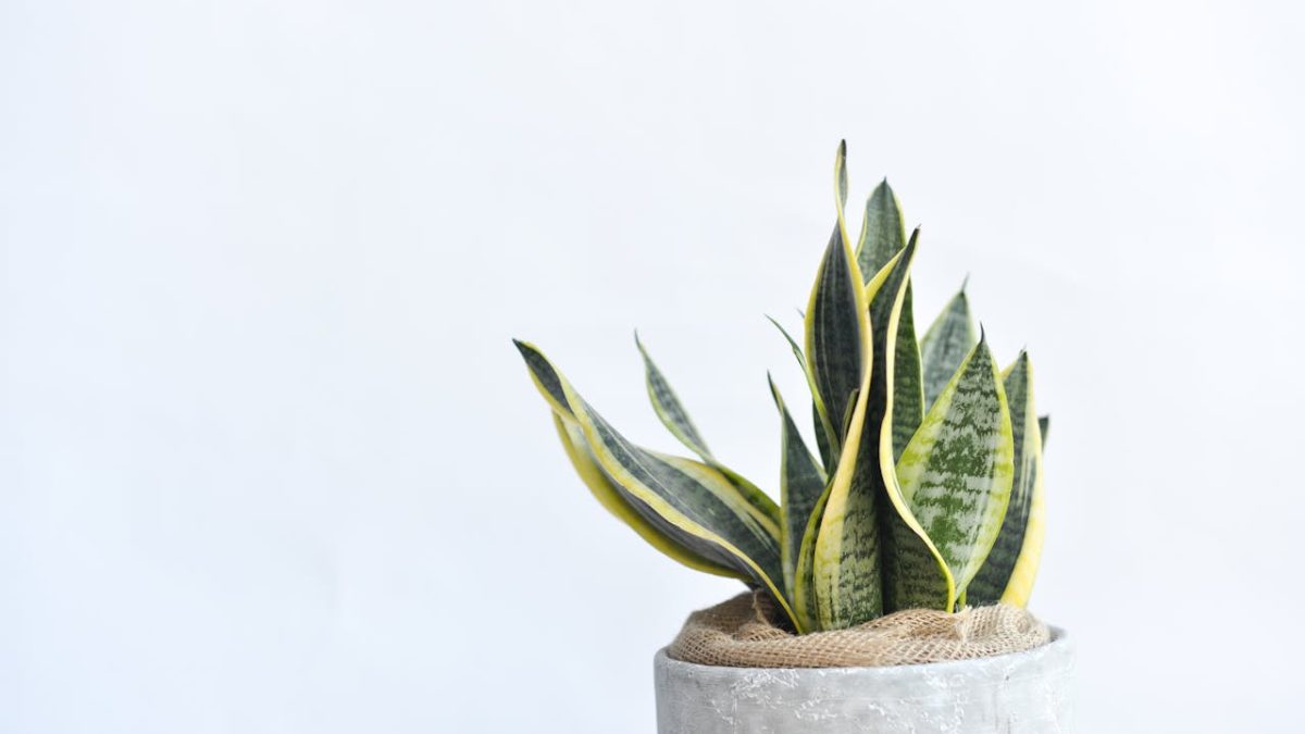 ¿La lengua de suegra es de interior o exterior? Ubicación ideal para la sansevieria