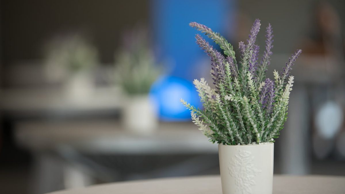 ¿Se puede tener una planta de lavanda en interior?