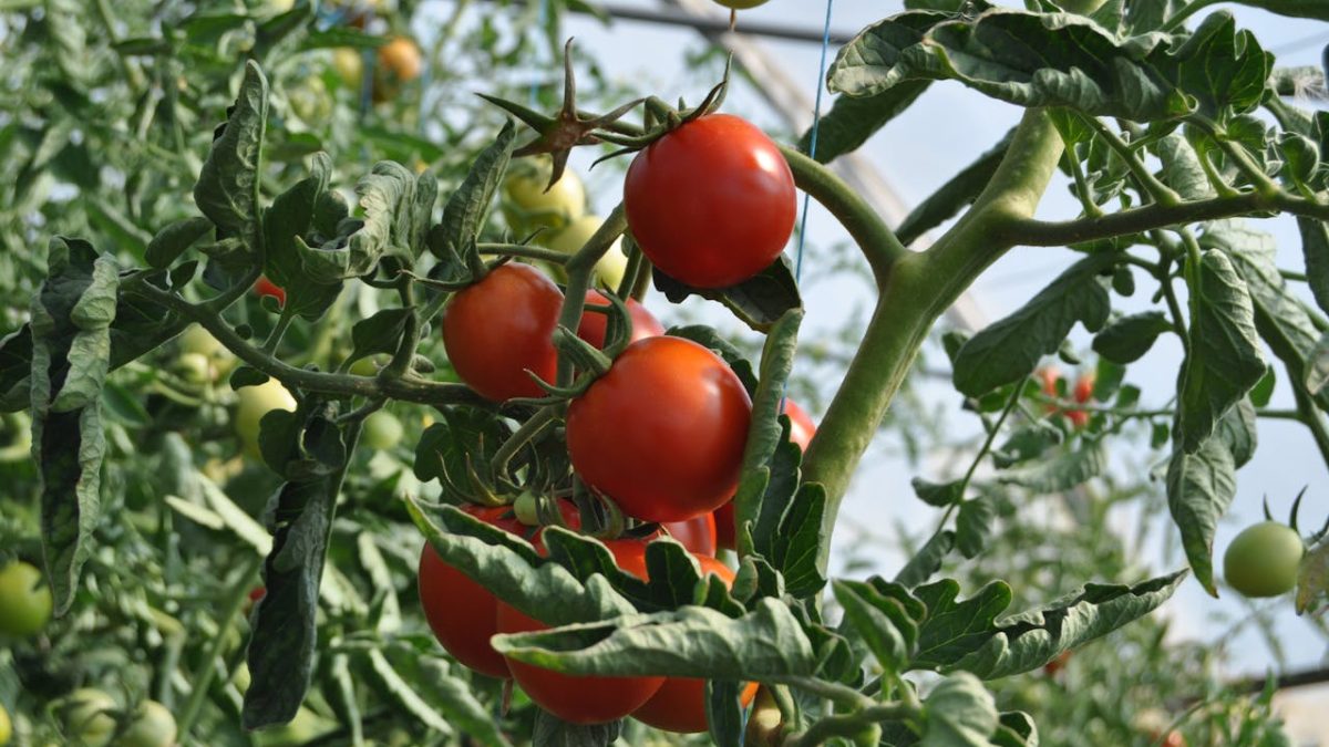 ¿Cómo preparar la tierra para plantar tomates?