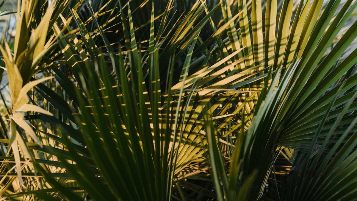 Propiedades y beneficios de la Yucca que no conocías