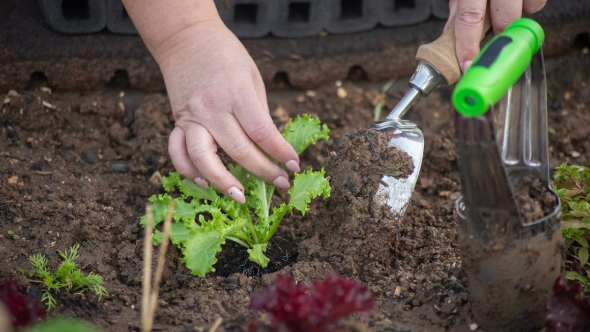 ¿Qué plantar en septiembre en el huerto?