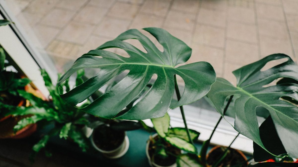 Tipos de monstera: ¿Cómo elegir la mejor variedad para tu hogar?