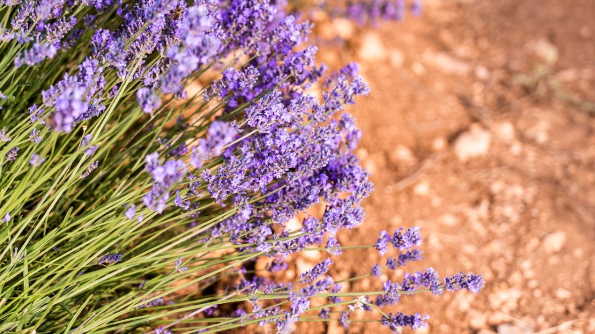 Top 7 plantas de exterior resistentes al calor