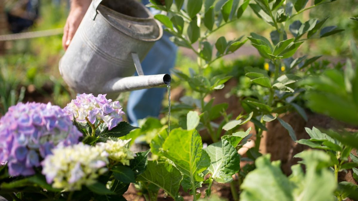 A qué hora es mejor regar las plantas en verano: guía rápida por tipo de planta y maceta