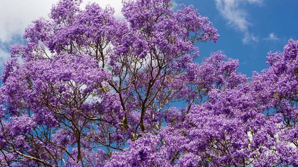 arboles con una bonita floracion para tu jardin