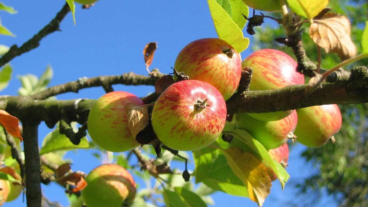 arboles frutales mas faciles de cultivar