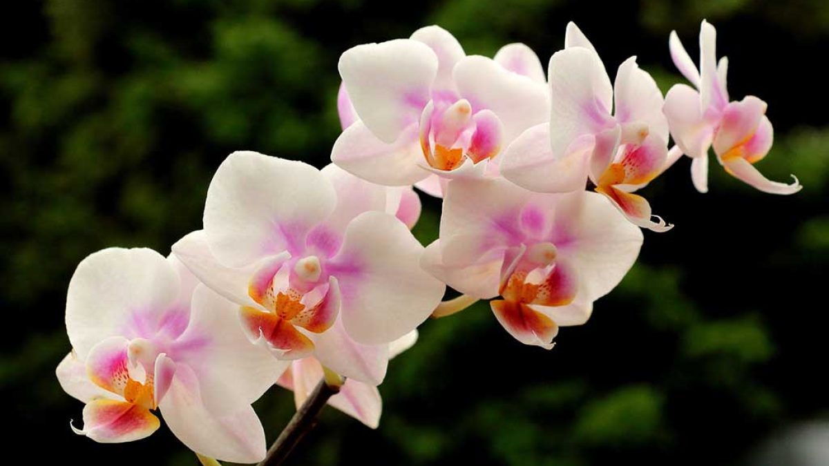 como elegir el mejor abono para orquideas