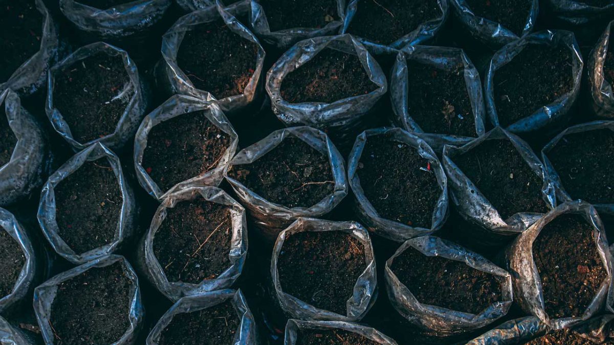 como elegir el mejor fertilizante para plantas de interior