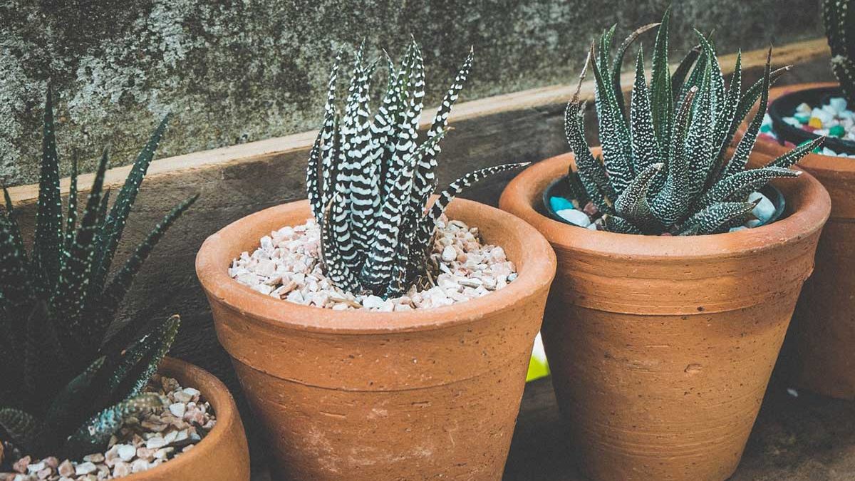 como elegir el mejor sustrato para plantas de interior