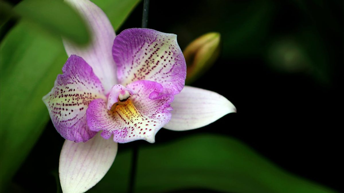 ¿Cómo hacer florecer la orquídea todos los años?
