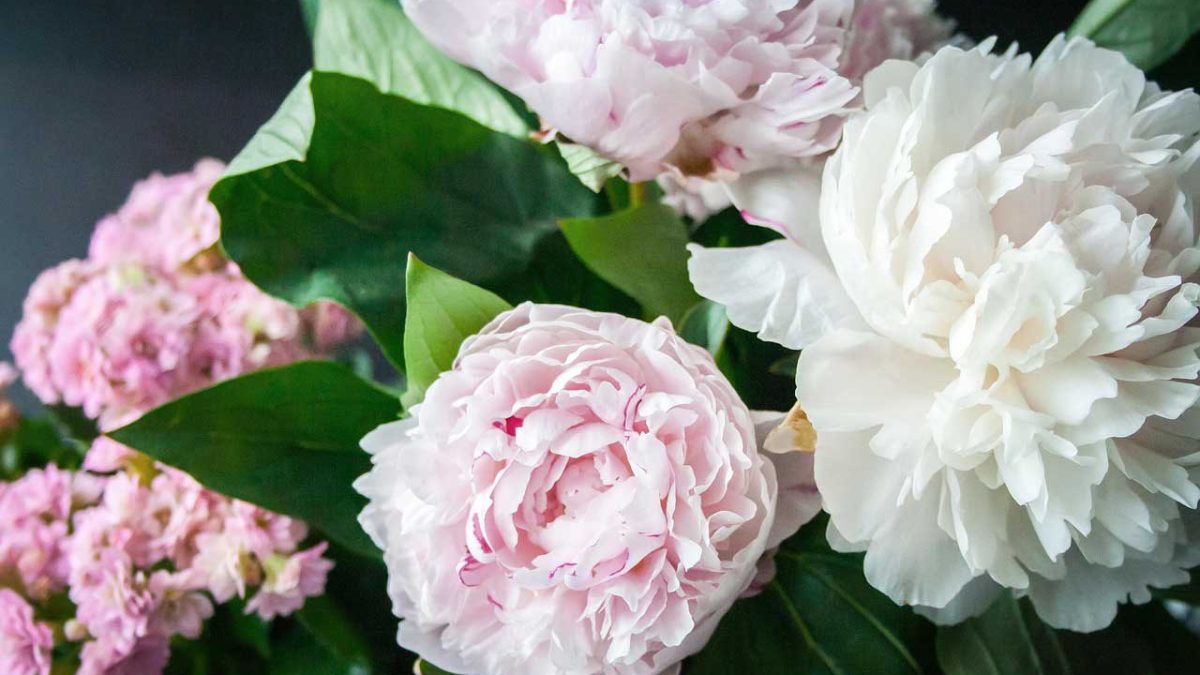 como plantar peonias en jardin o maceta