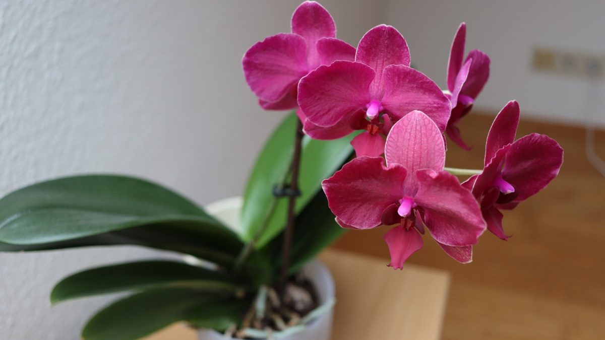 Como y cuando transplantar una orquidea