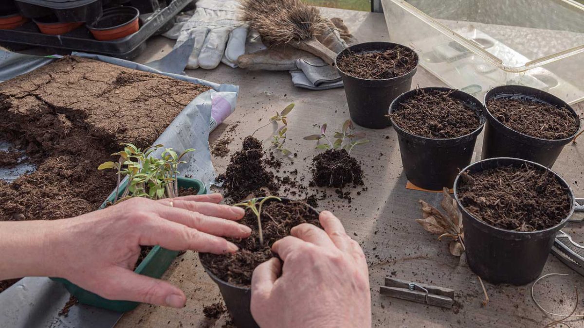 como trasplantar una planta en maceta