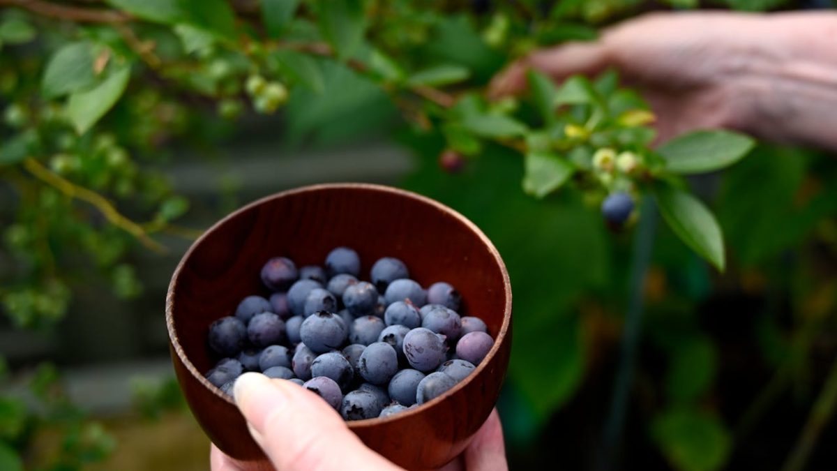 ¿Cómo y cuándo plantar arándanos de forma correcta?