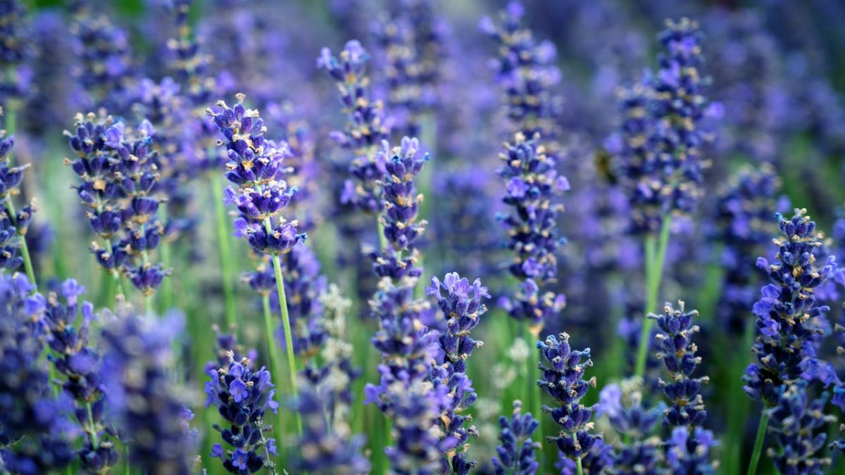 ¿Cómo y cuándo plantar lavanda? Temporada y clima adecuados