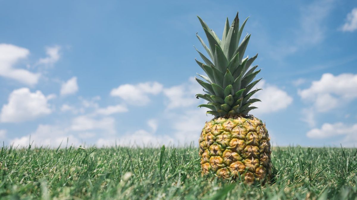 ¿Cómo y cuándo plantar una piña? Consejos y cuidados principales