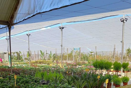 comprar plantas a domicilio online