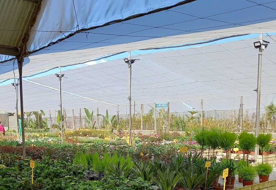 comprar plantas a domicilio online