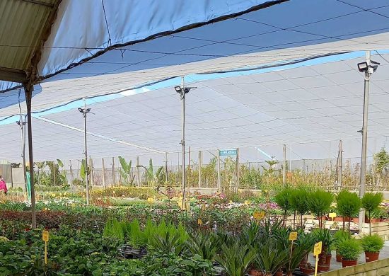comprar plantas a domicilio online