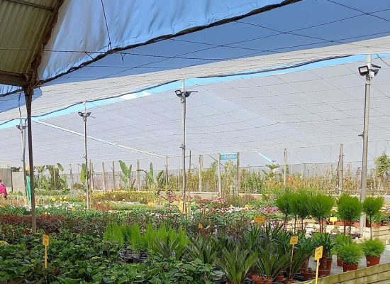 comprar plantas a domicilio online comprar plantas a domicilio online
