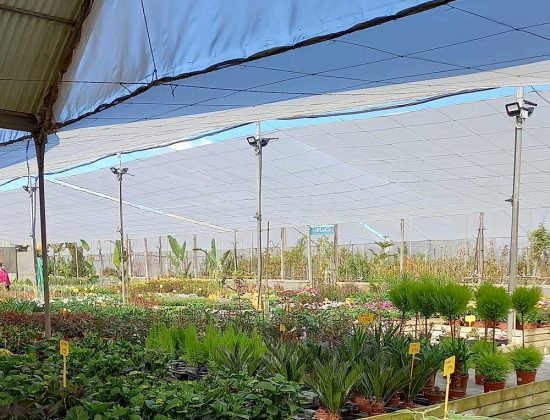 comprar plantas a domicilio online