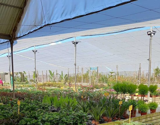 comprar plantas a domicilio online