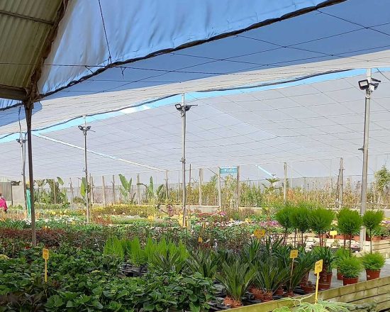 comprar plantas a domicilio online
