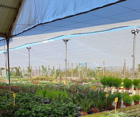 comprar plantas a domicilio online comprar plantas a domicilio online