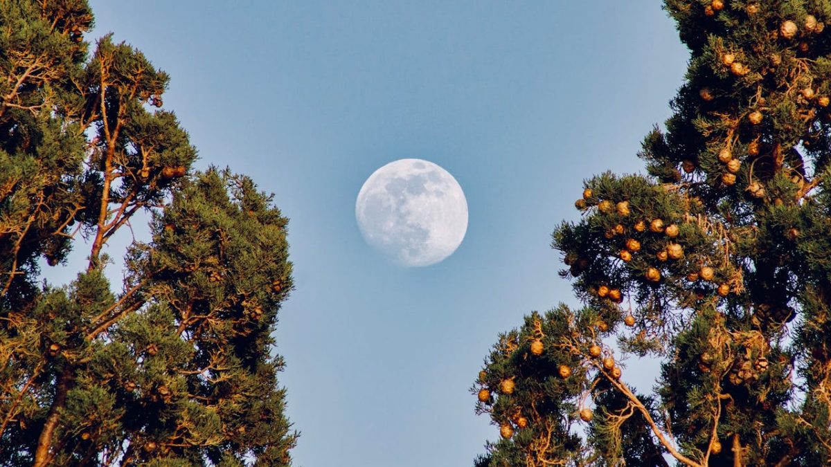 Plantar según la luna es una práctica agrícola que lleva siglos aplicándose y que todavía hoy sigue despertando curiosidad. Por ello, muchos se preguntan con qué luna es mejor plantar, pero la respuesta rápida es que no existe una única luna mejor para sembrar, sino que cada fase lunar favorece distintos tipos de cultivos.