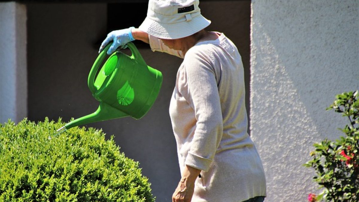 consejos recuperar planta exceso agua